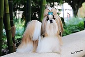 shih_tzu