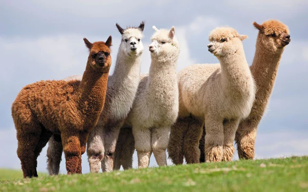 alpacas_600x