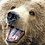 Bearegard