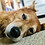 boop